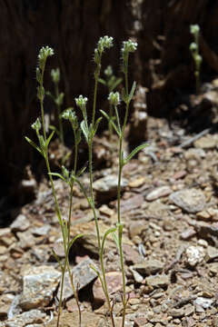 Image de Cryptantha scoparia A. Nels.