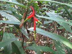 Image of Heliconia juruana Loes.