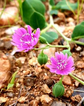 Imagem de Corbichonia decumbens (Forsk.) Exell