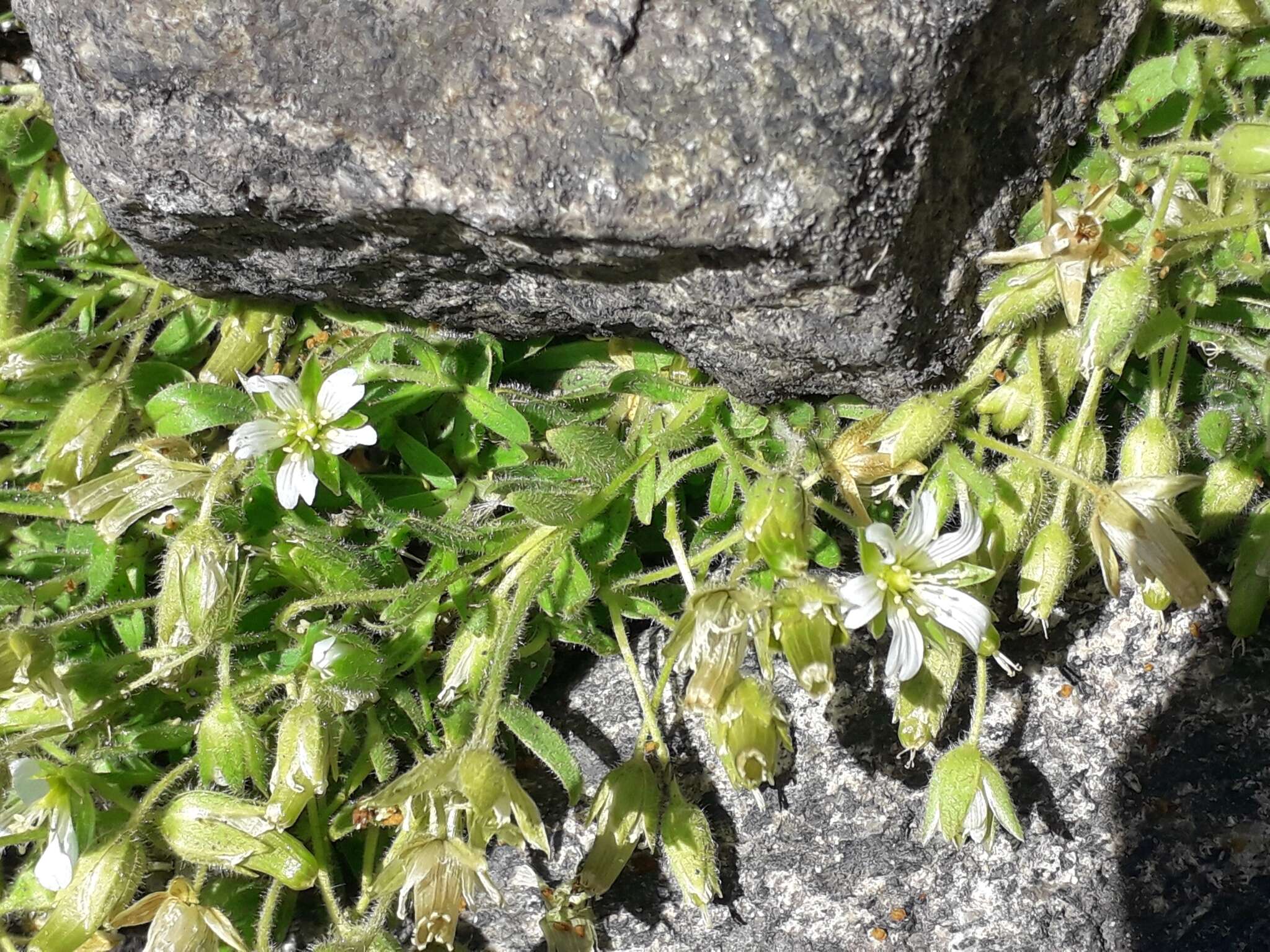 صورة Cerastium pedunculatum Gaudin