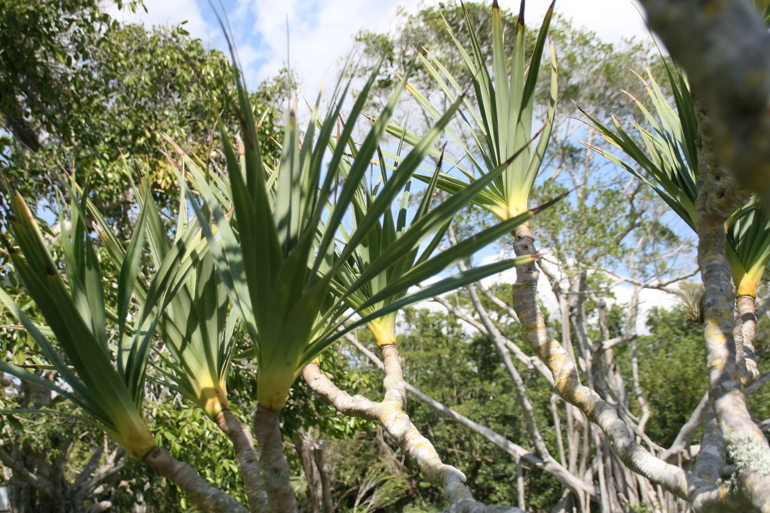 Image of common screwpine