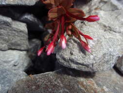 Image of Epilobium porphyrium G. Simpson