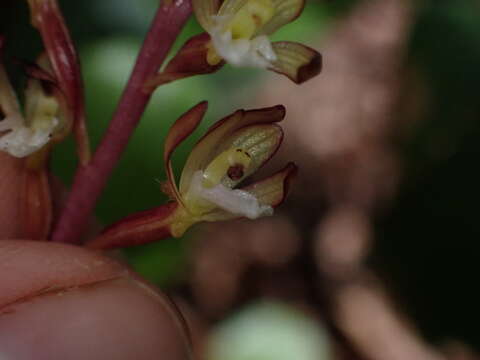 Image of summer coralroot