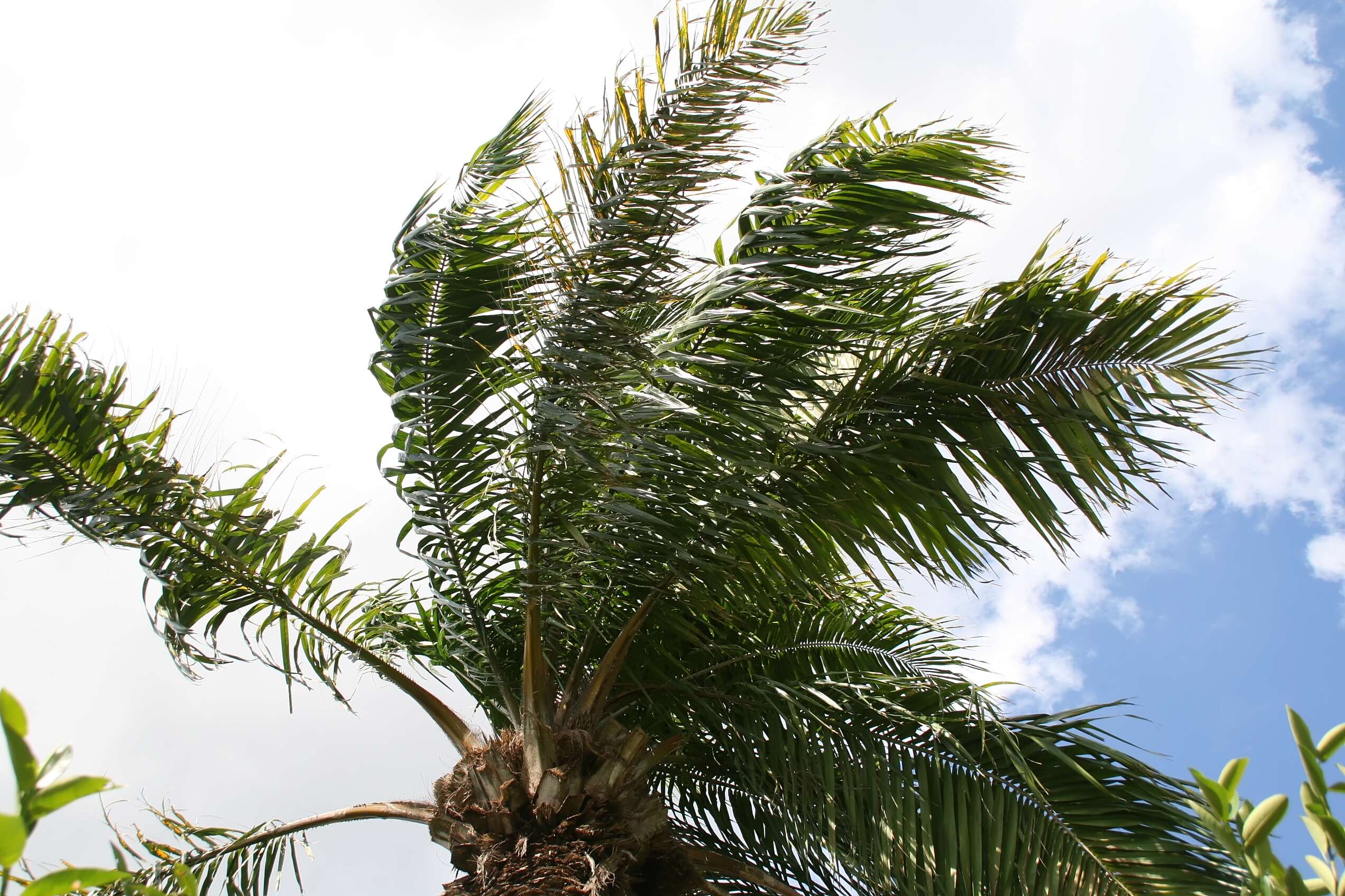 Image of African oil palm