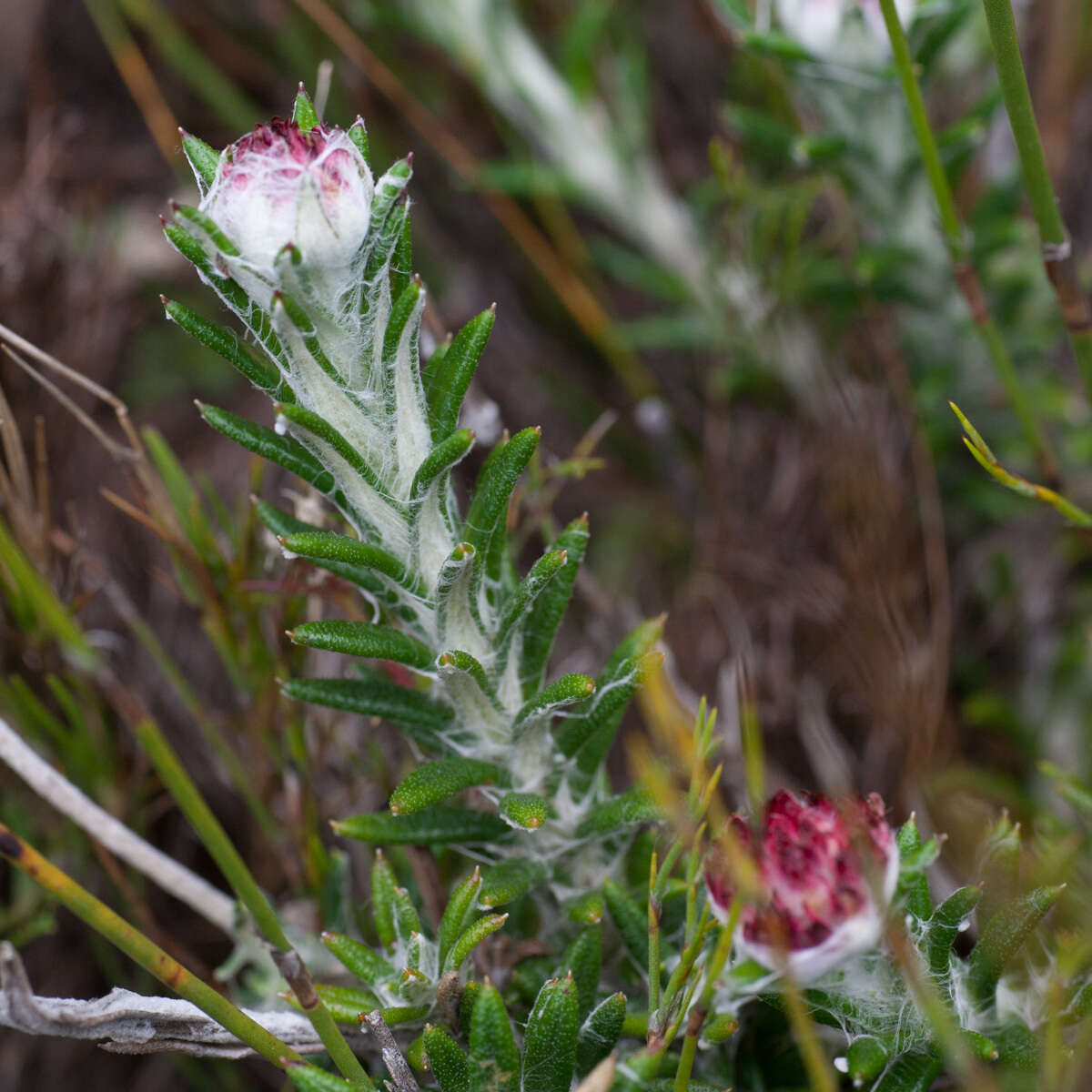 Image of Anaxeton asperum subsp. asperum