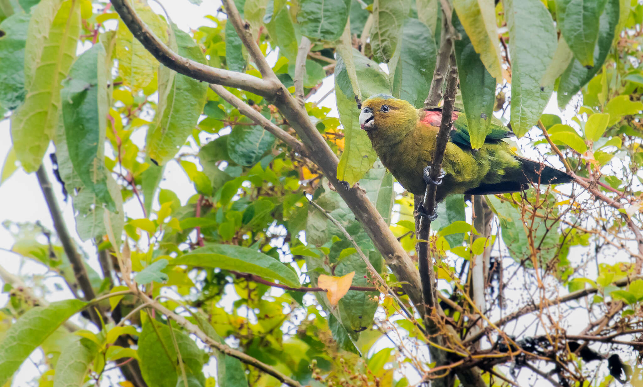 Image of Fuertes's Parrot