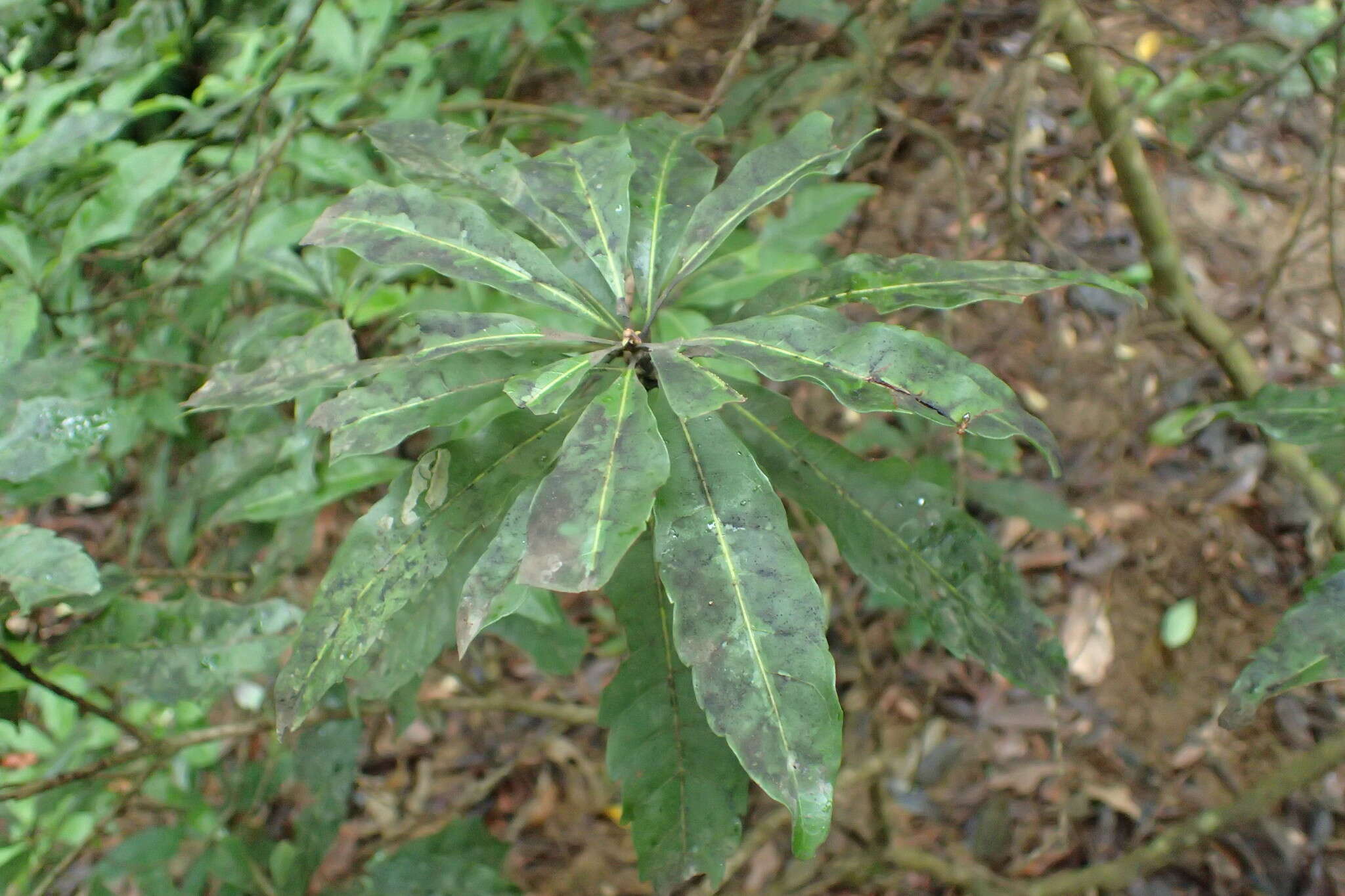 Image of red bayberry