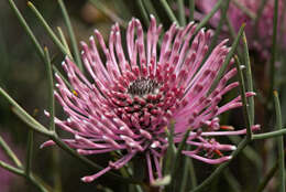 Image of Isopogon divergens R. Br.