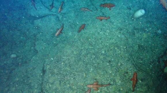 Image of Rougheye rockfish