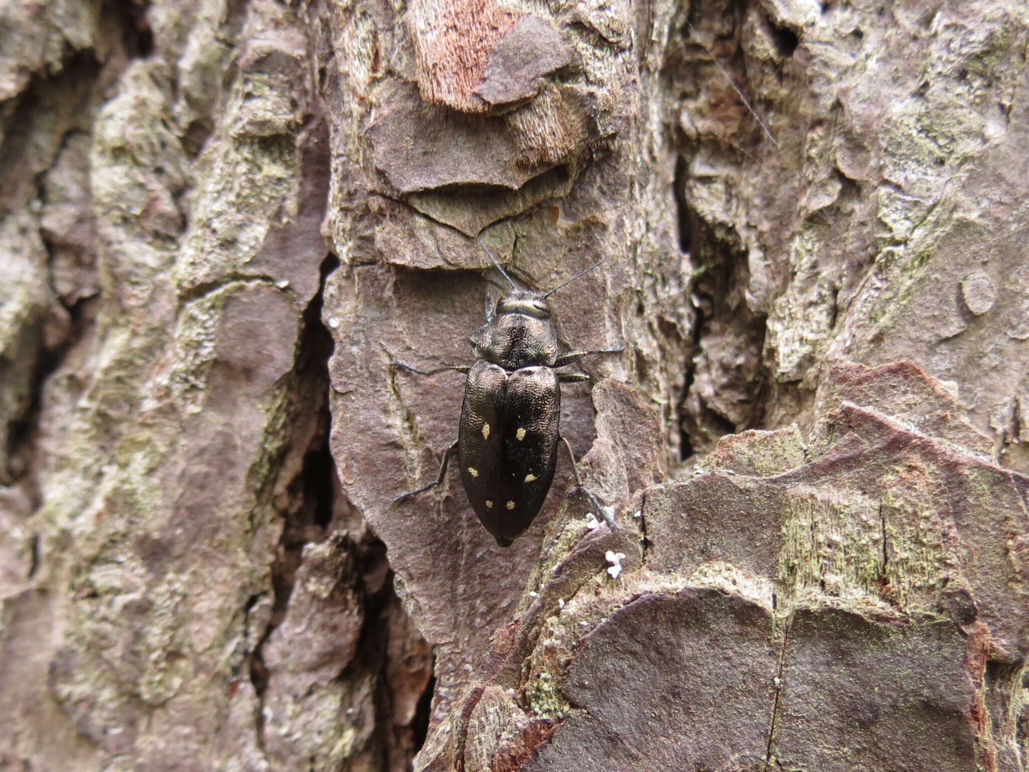 Image of Phaenops fulvoguttata (Harris 1830)