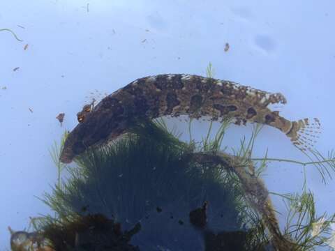 Image of Crevice Kelpfish