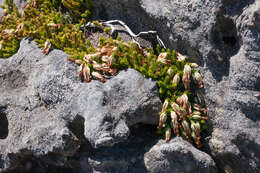 Image of Erica banksia subsp. banksia