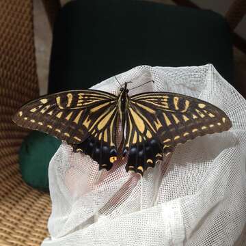 Papilio xuthus Linnaeus 1767 resmi