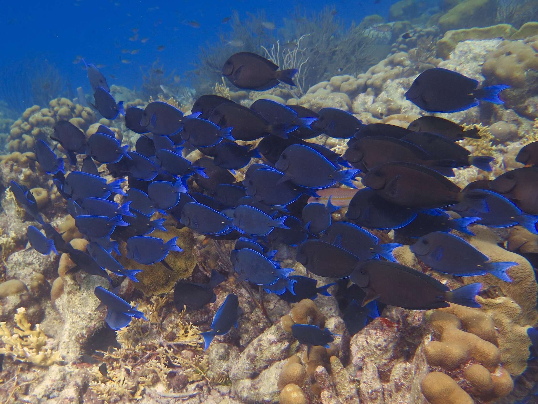 صورة Acanthurus coeruleus Bloch & Schneider 1801