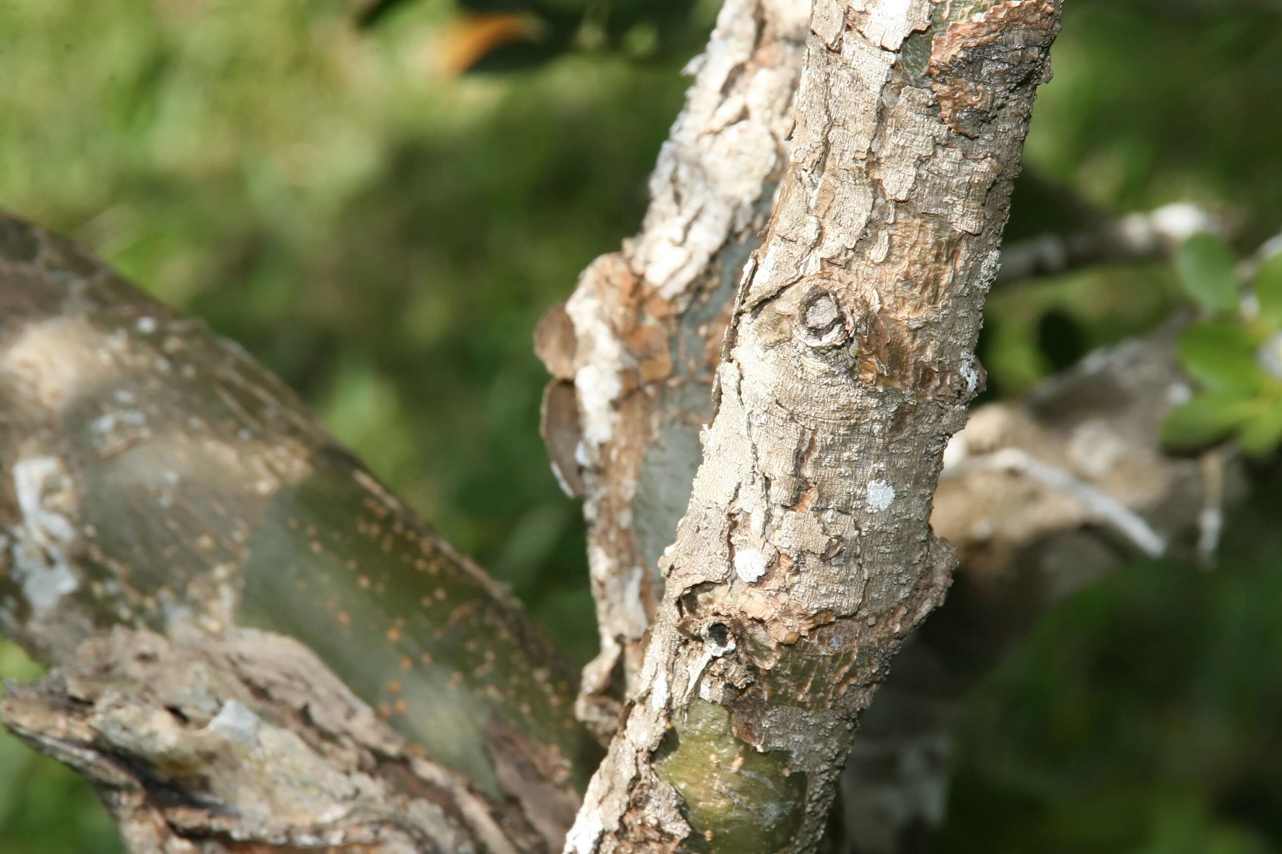 Image de Bois de Vie