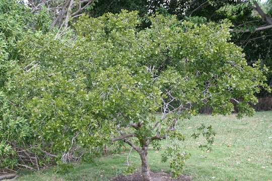 Image de Bois de Vie