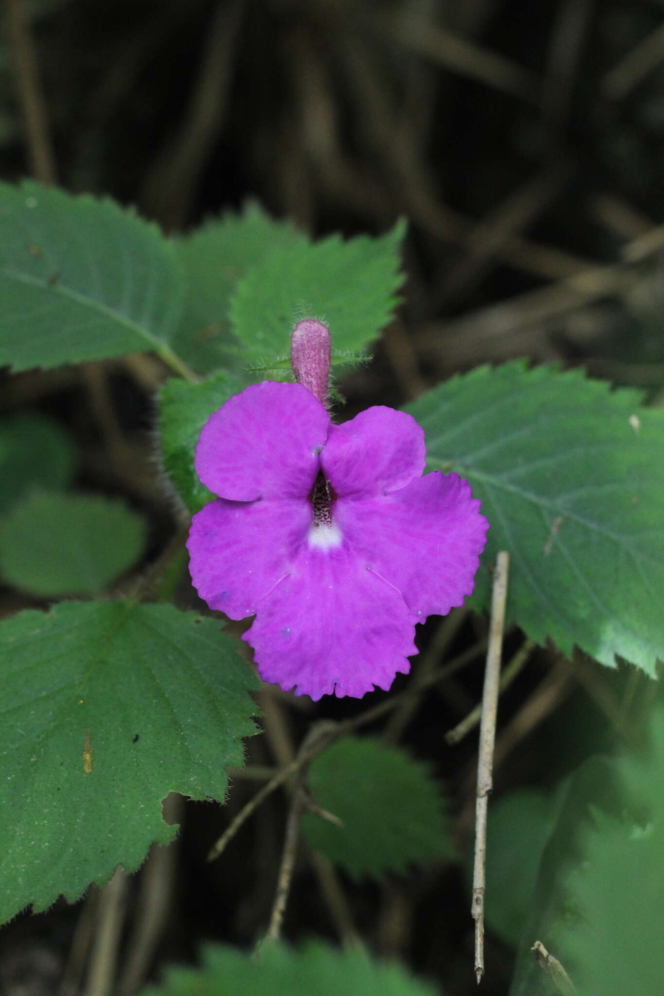 Imagem de Achimenes grandiflora (Schiede) DC.