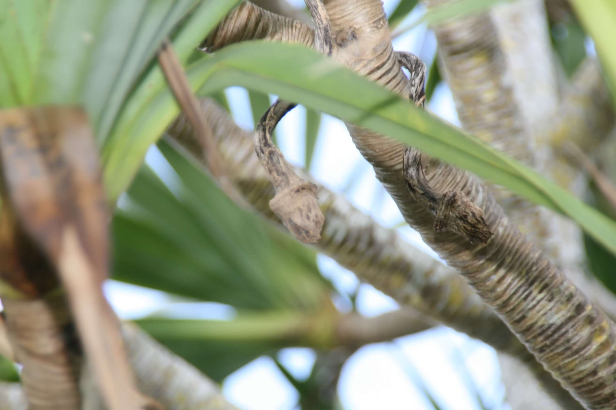 Image of common screwpine