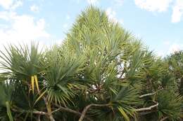 Image of common screwpine