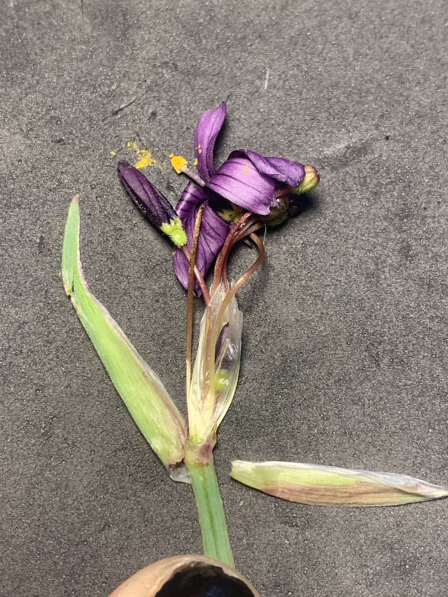 Image of Idaho blue-eyed grass