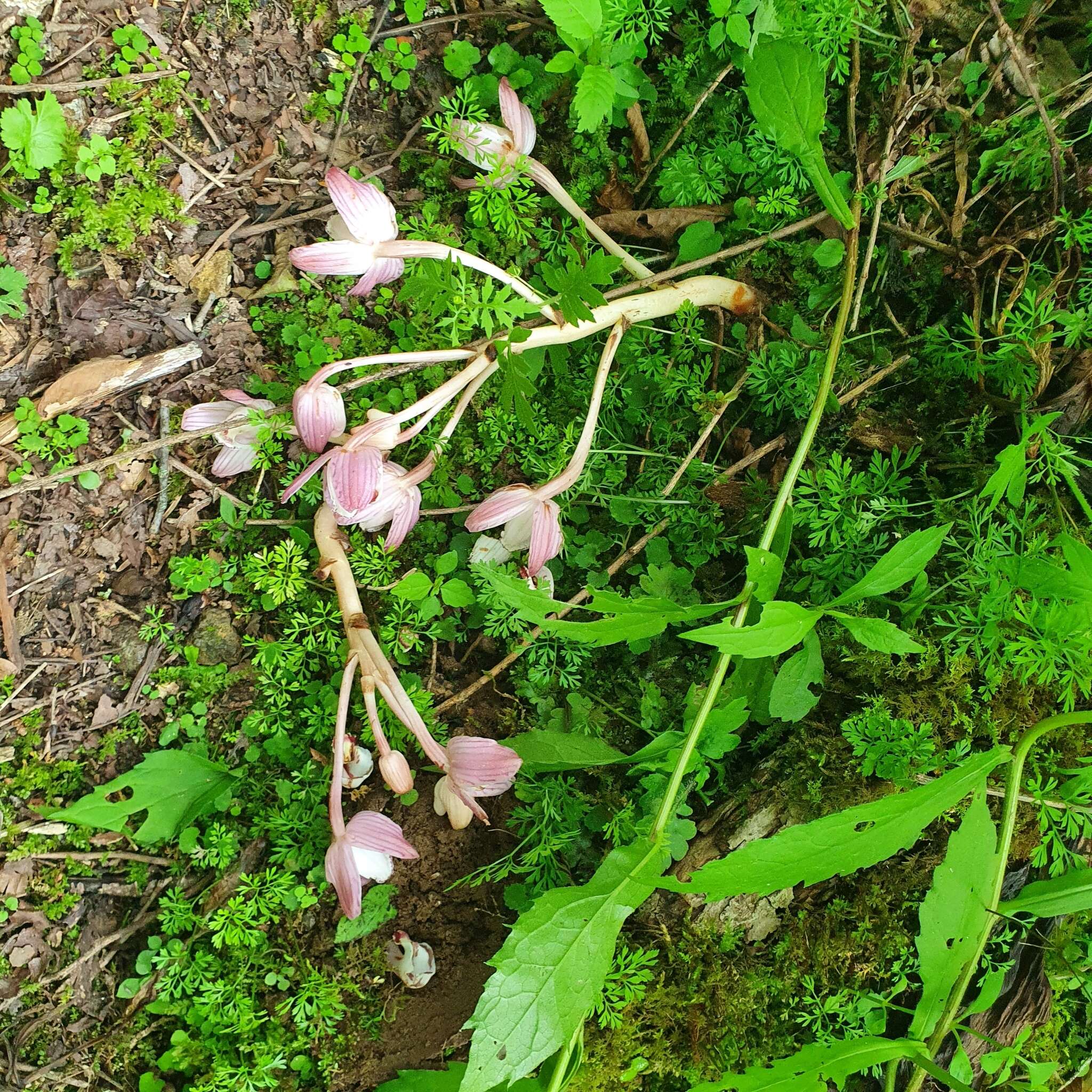 Image of Yoania japonica Maxim.