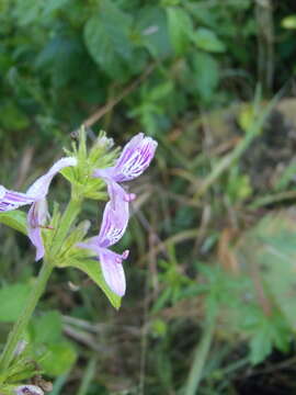 Image of Hypoestes aristata var. aristata