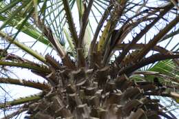 Image of Copernicia tectorum (Kunth) Mart.