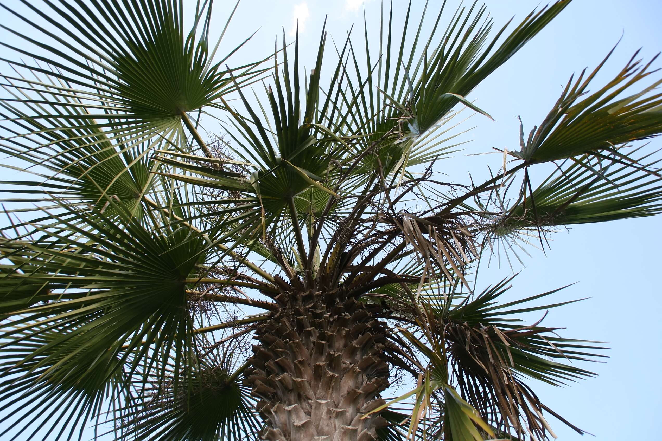 Image of Copernicia tectorum (Kunth) Mart.