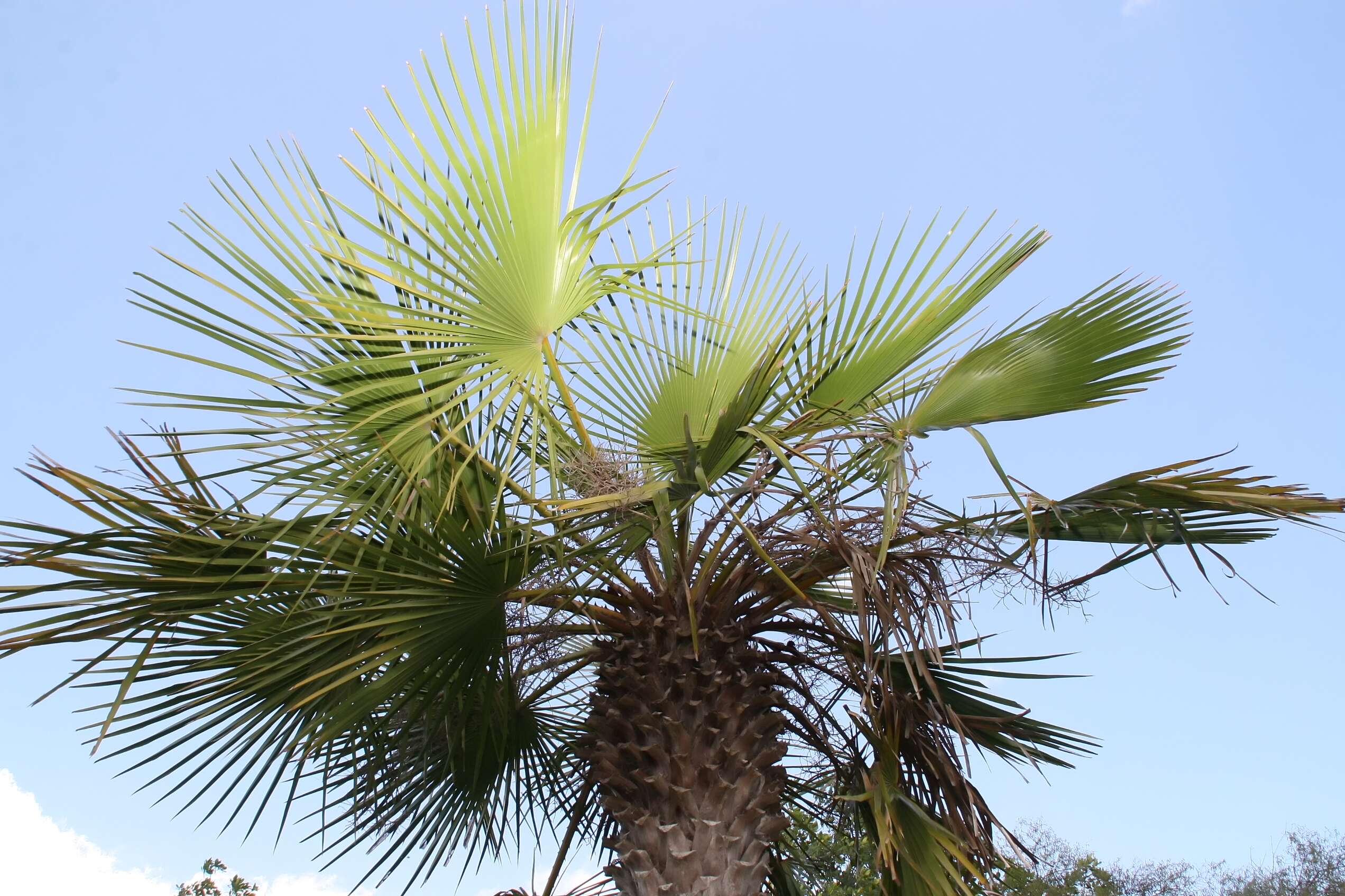 Image of Copernicia tectorum (Kunth) Mart.