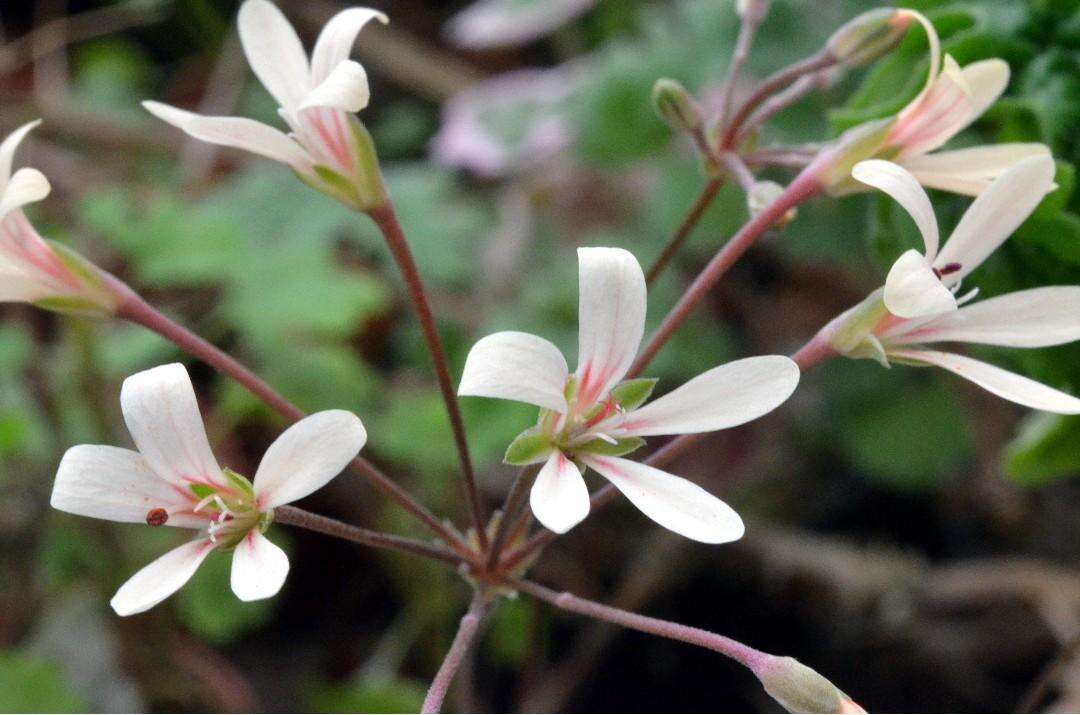 Image of Pelargonium fumariifolium Knuth