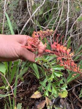 Image of Fuchsia grevillea