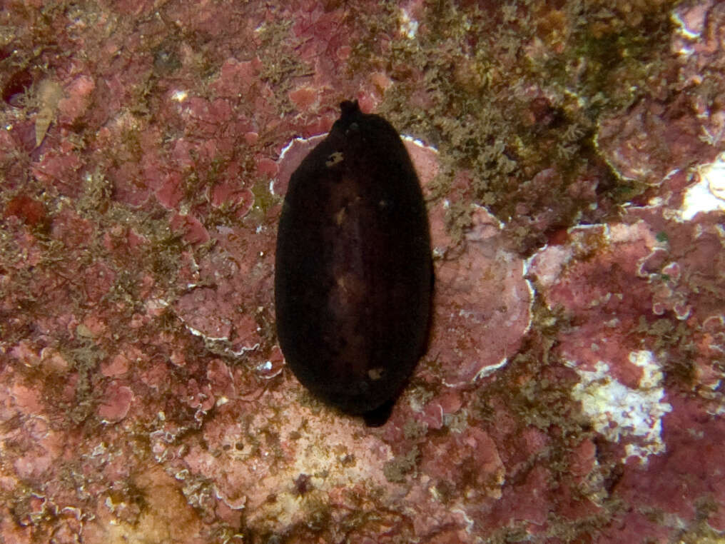 Image of Isabell cowry