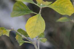 Image of American beautyberry