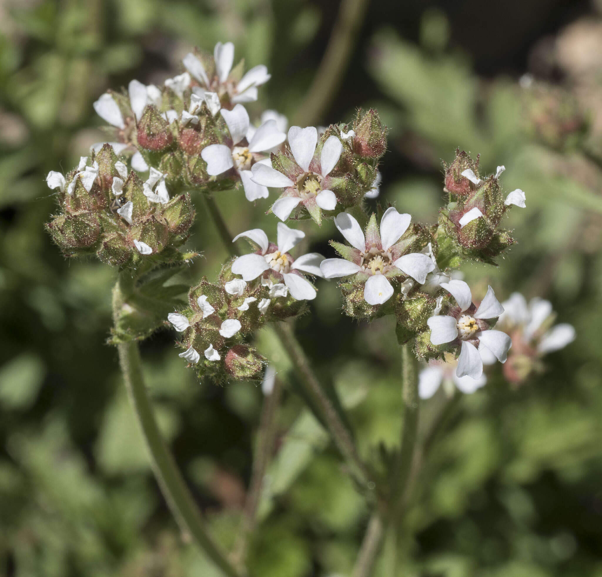 Image of smallflower horkelia