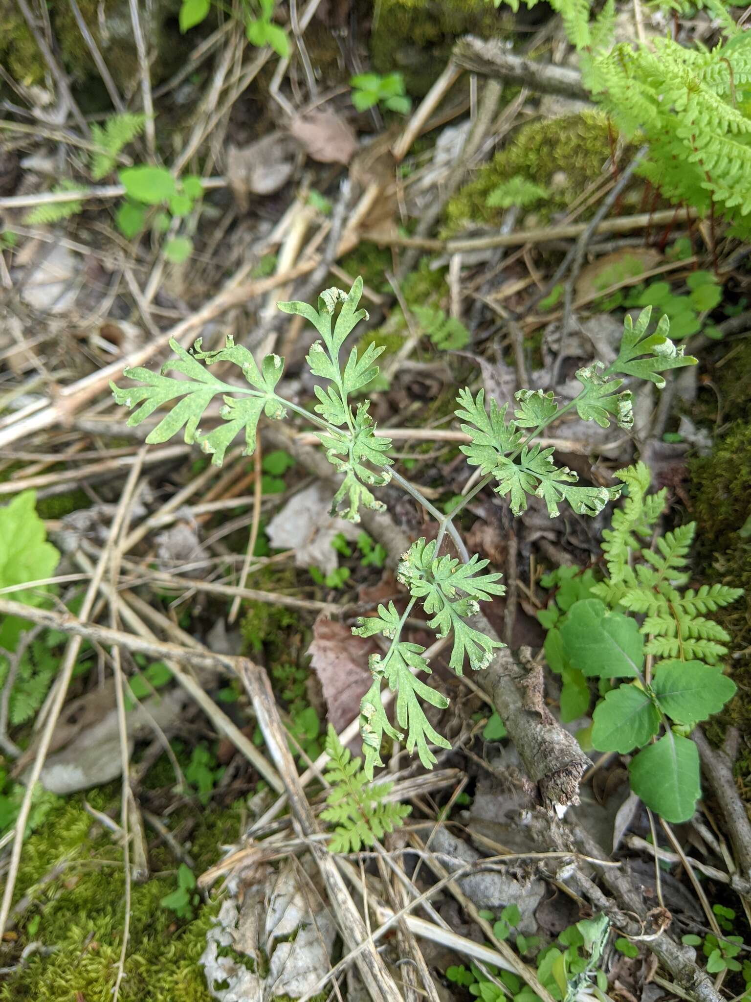 Слика од Aplopsora dicentrae (Trel.) Buriticá & J. F. Hennen 1998