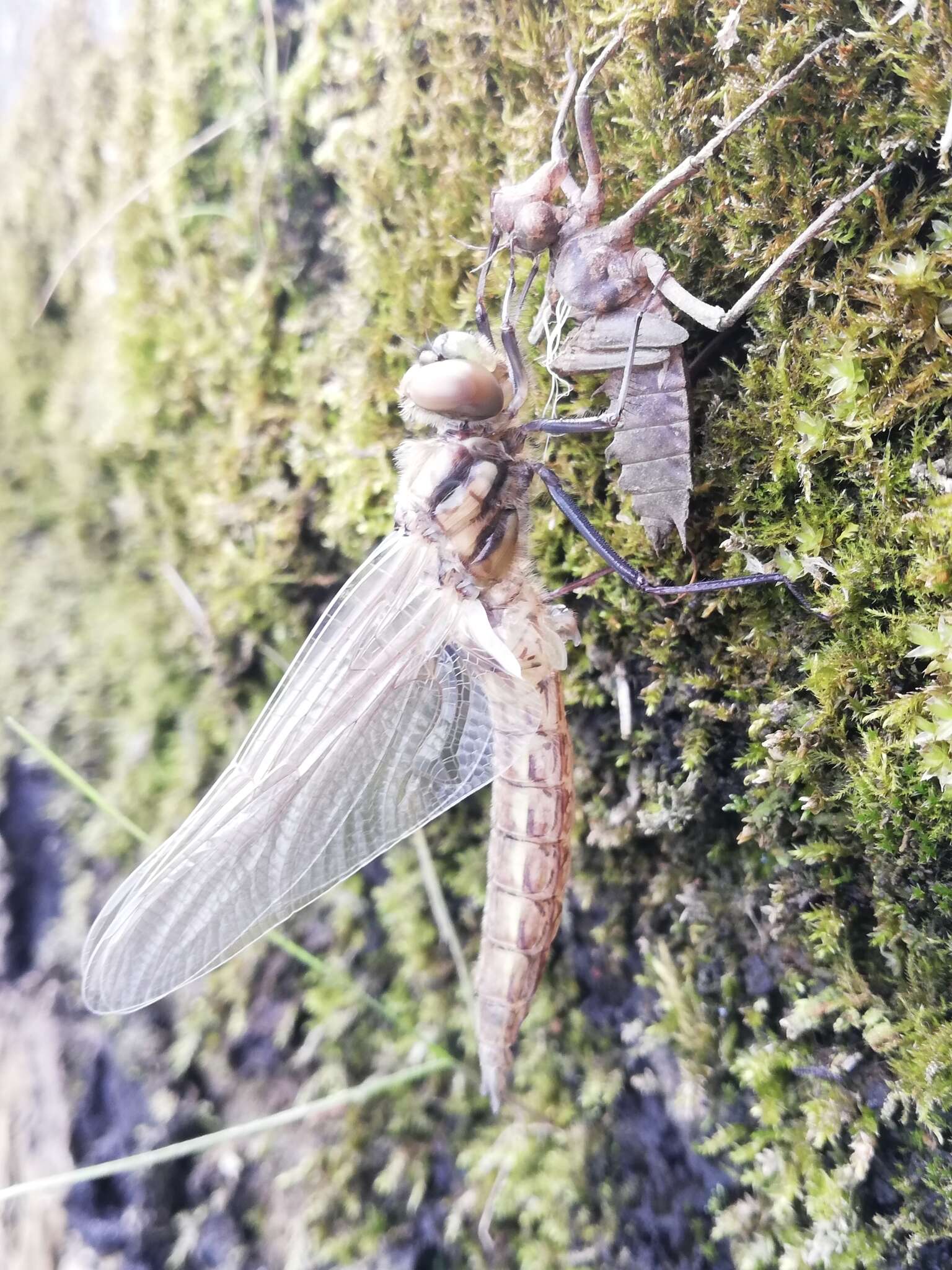 Image of eurasian baskettail