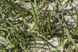 Image of Hoppner's Sedge