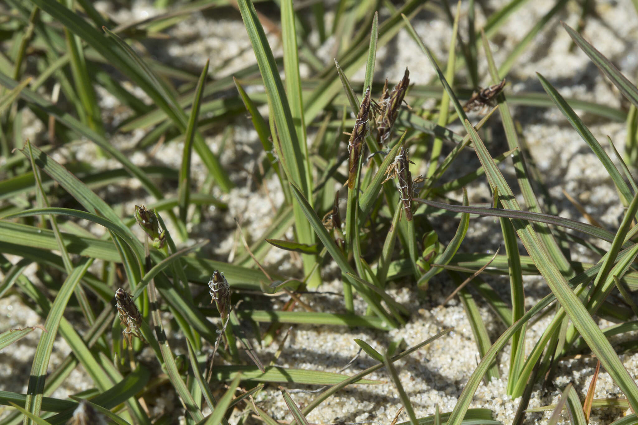 صورة Carex subspathacea Wormsk. ex Hornem.