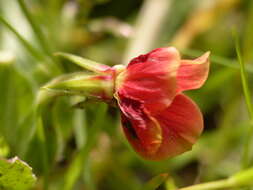 Oenothera epilobiifolia Kunth的圖片