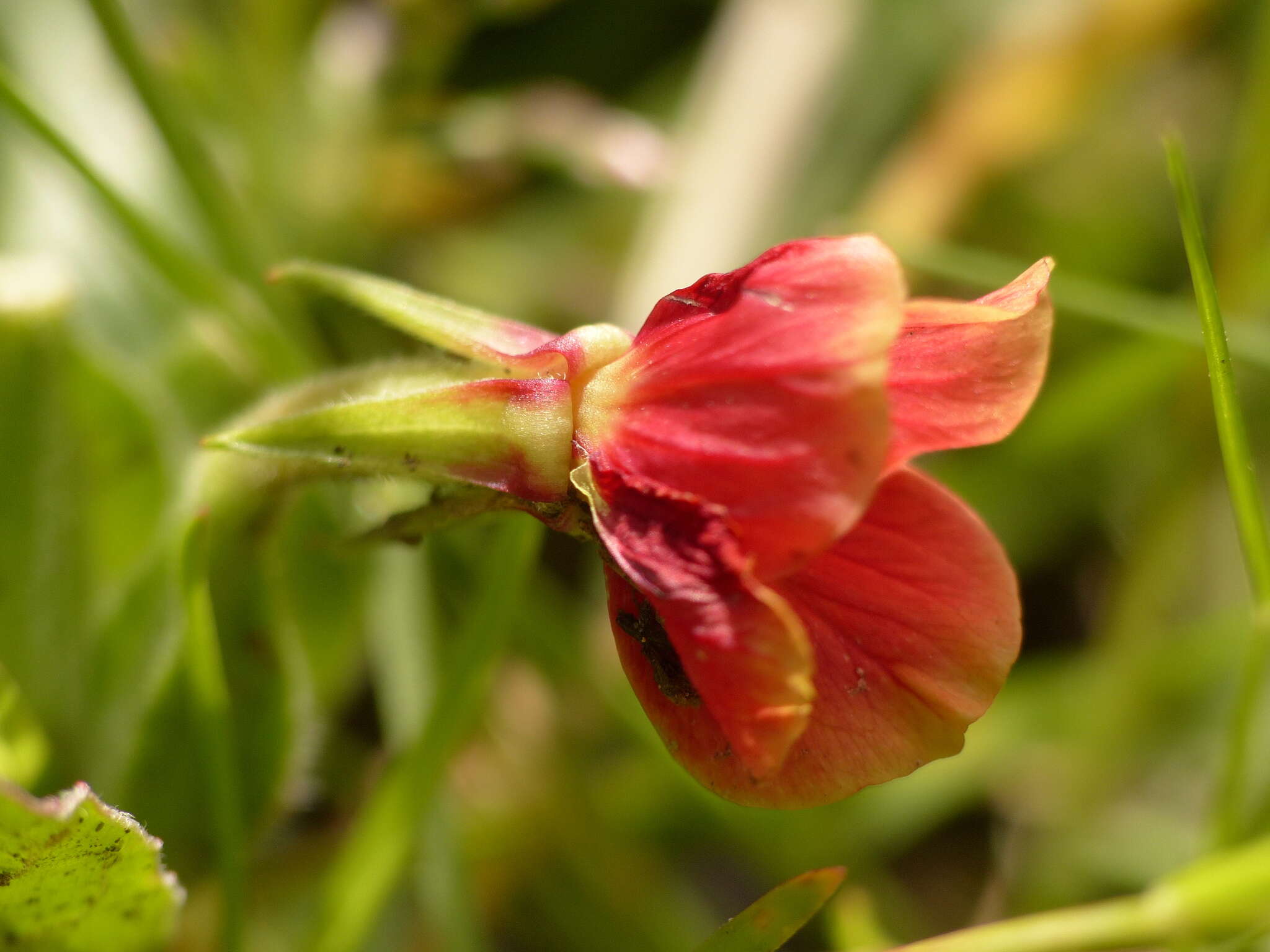 Oenothera epilobiifolia Kunth的圖片