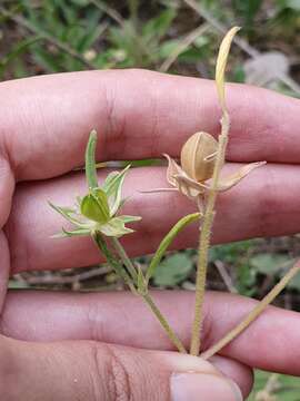 Image of Helianthemum ledifolium (L.) Miller