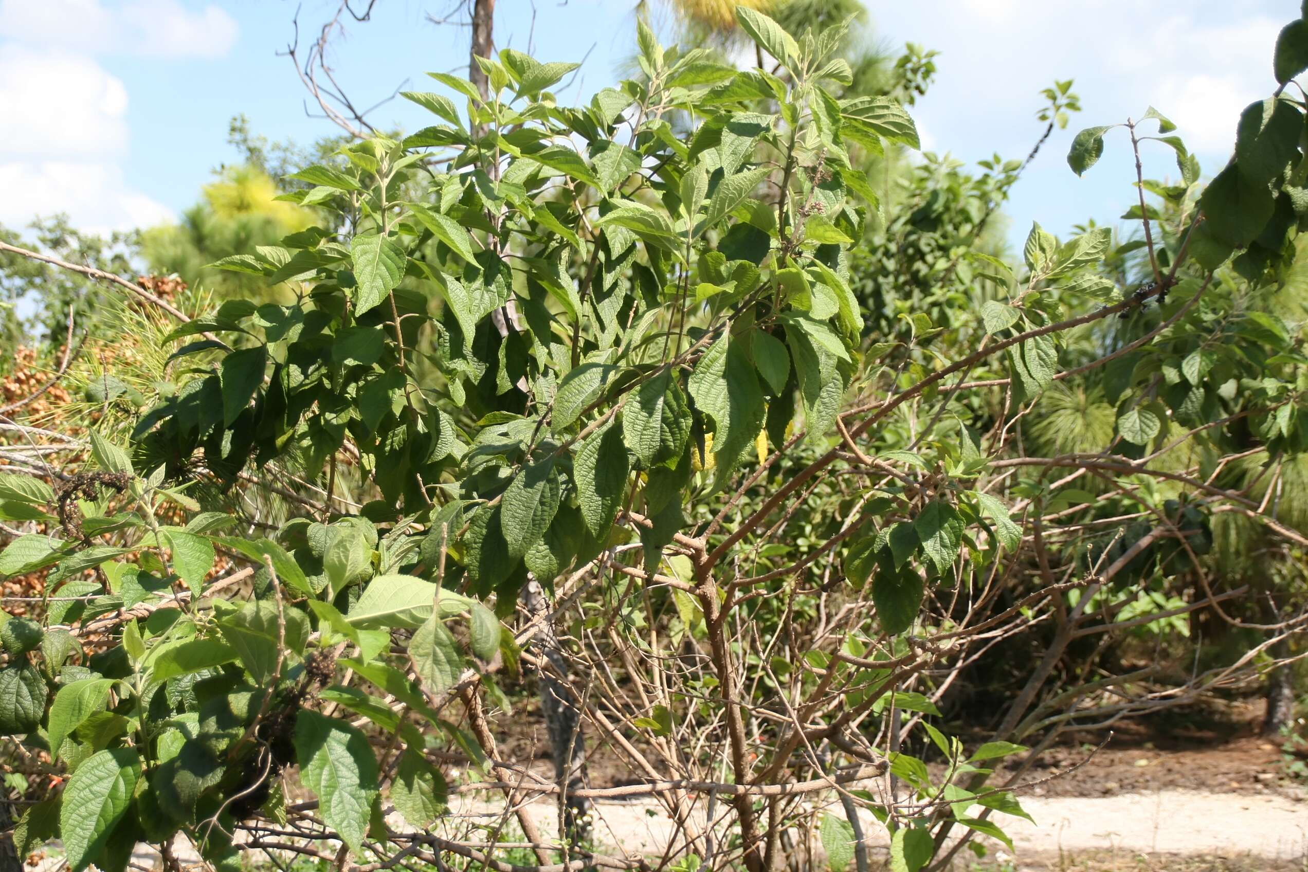 Image of American beautyberry