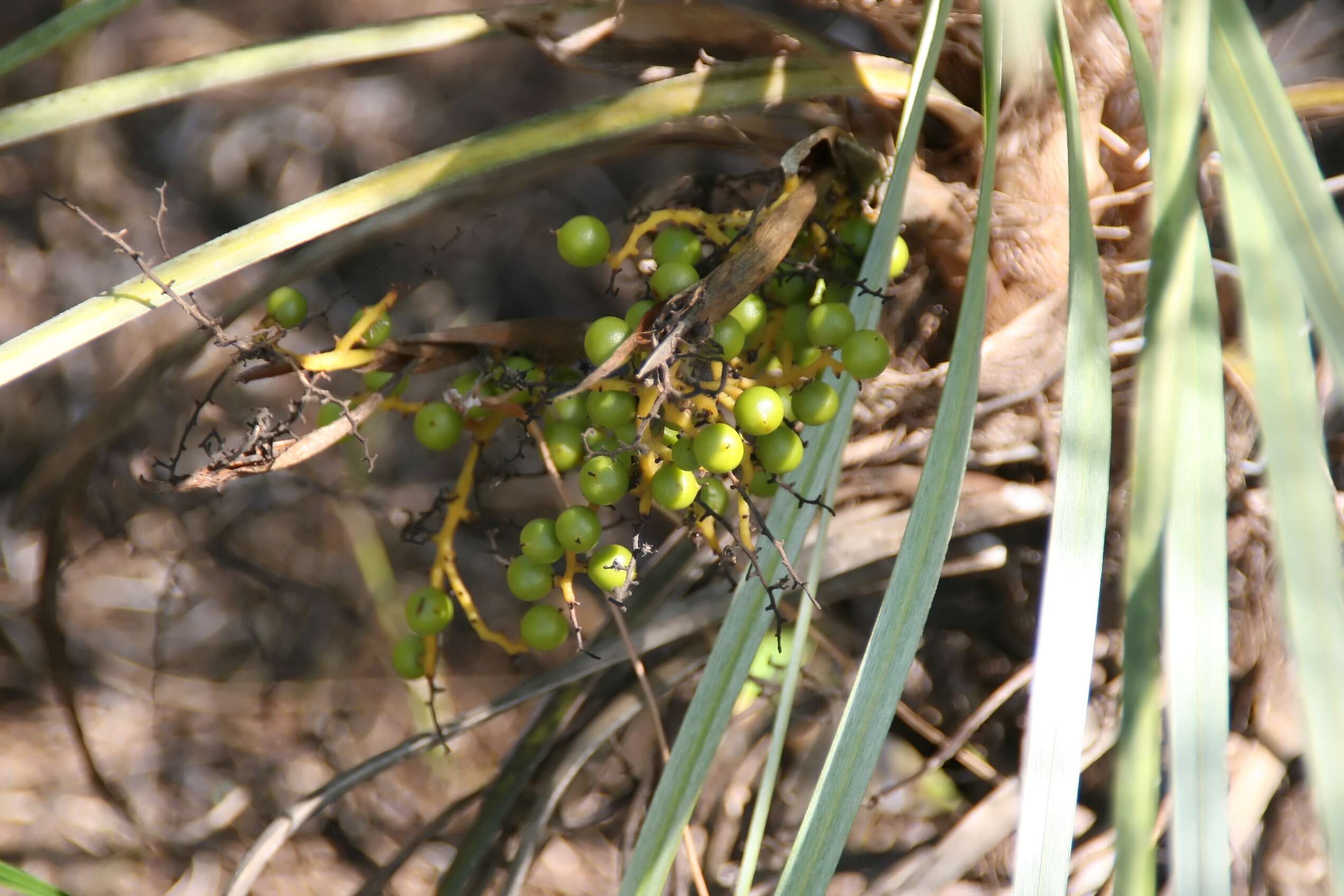 Image of Florida silver palm