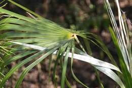 Image of Florida silver palm