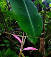 Image of Shining False-Bird-of-Paradise