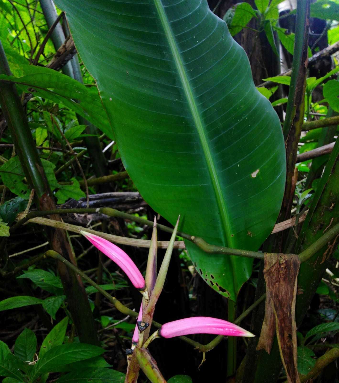 Image of Shining False-Bird-of-Paradise