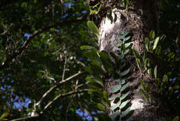 Image of Rhaphidophora hayi P. C. Boyce & Bogner