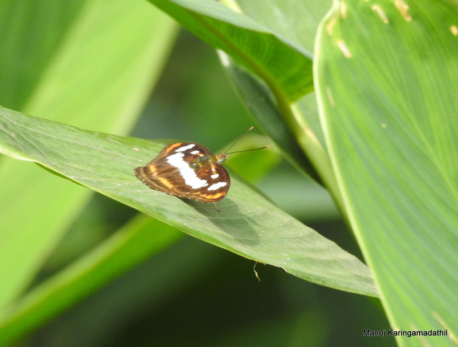 Image of Athyma inara