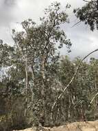 Imagem de Eucalyptus conspicua subsp. dispar