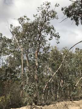 Image of Eucalyptus conspicua subsp. dispar